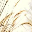 sustainable building materials