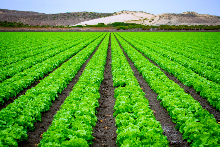 urban agriculture